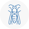 Bury St Edmunds Wasp Nest Removal